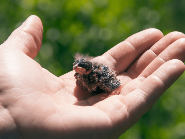 feedababybird feedababybird
