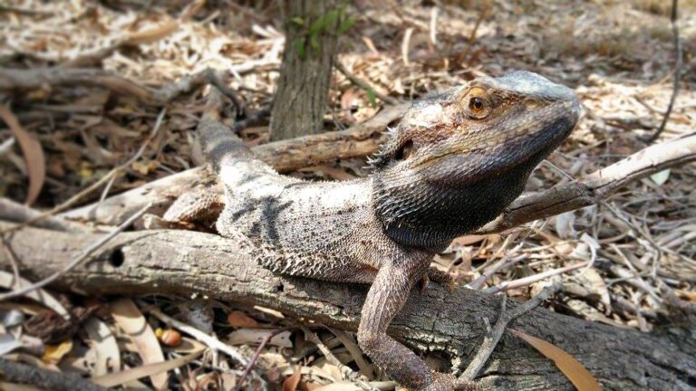 wildlife-rescue wildlife-rescue